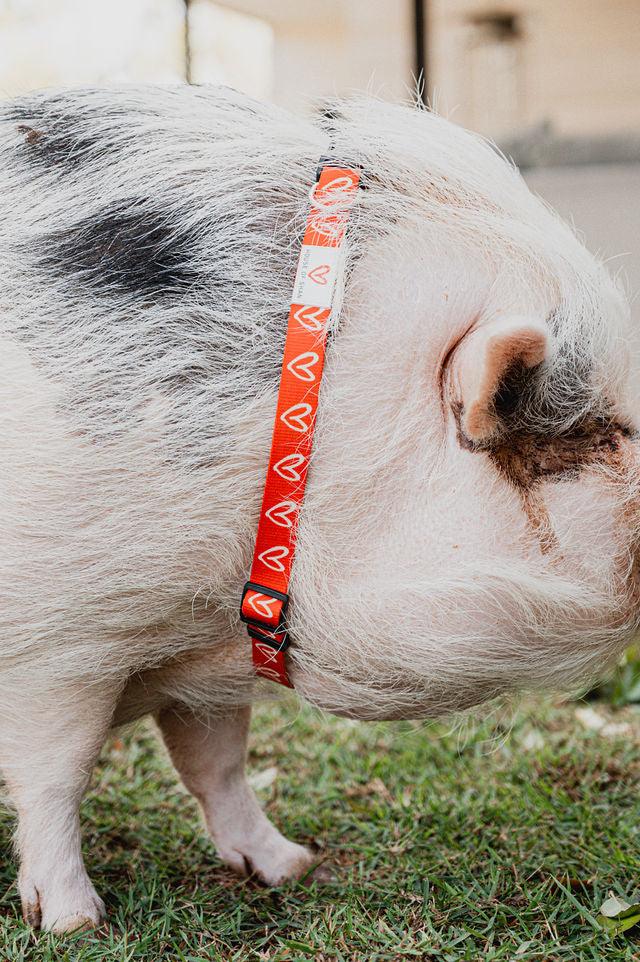 Live What You Love Dog Collar