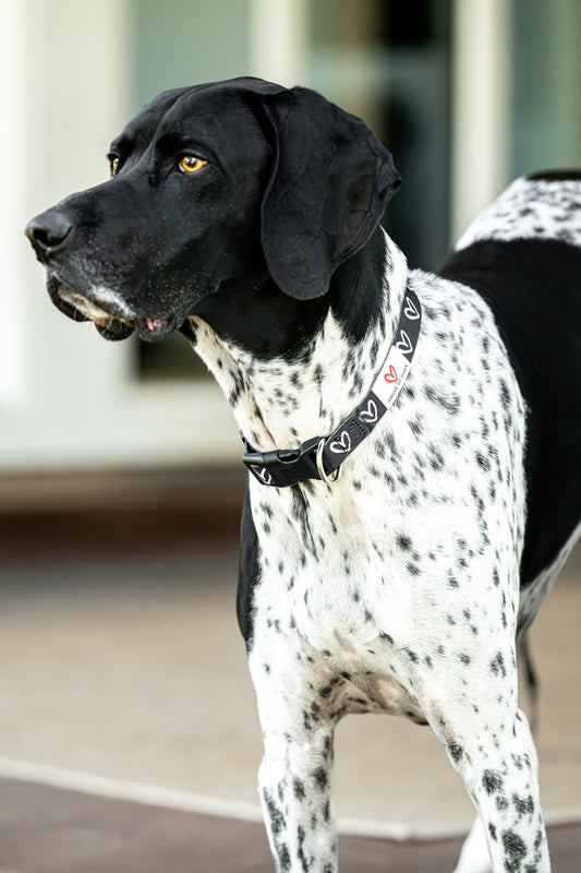 Live What You Love Dog Collar
